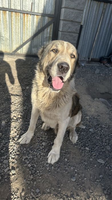 Отдам щенков в добрые руки