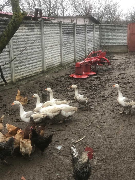 Vand gaste romanesti