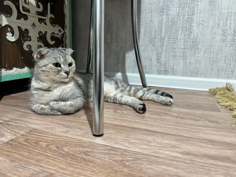 Кошка и кот бесплатно