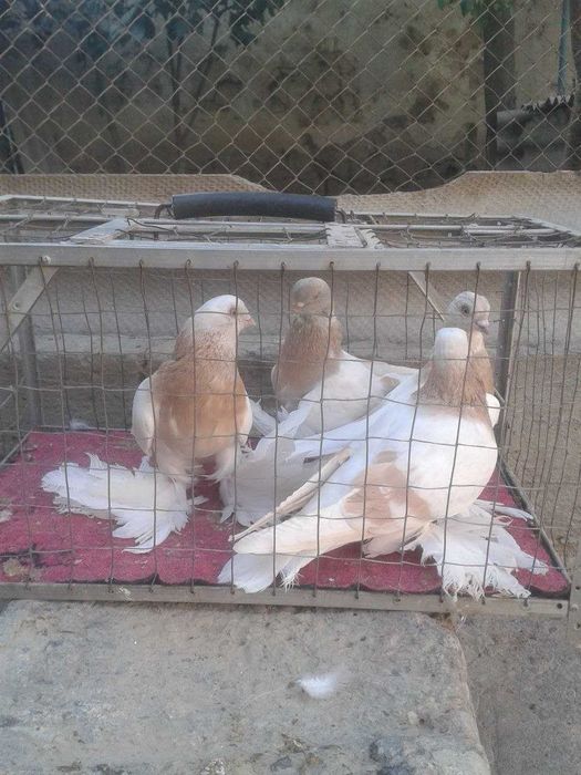 голубь породы: капкан-чини, сочи, уды, Тасман.Продаются.