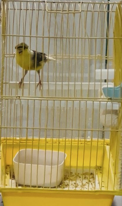 Canari Timbrado mascul