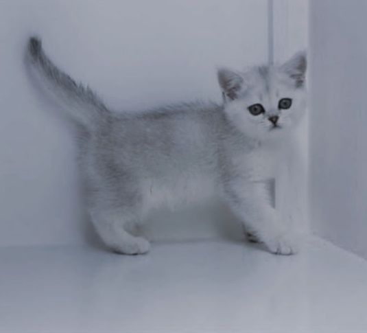 котята бриташки очаровашки