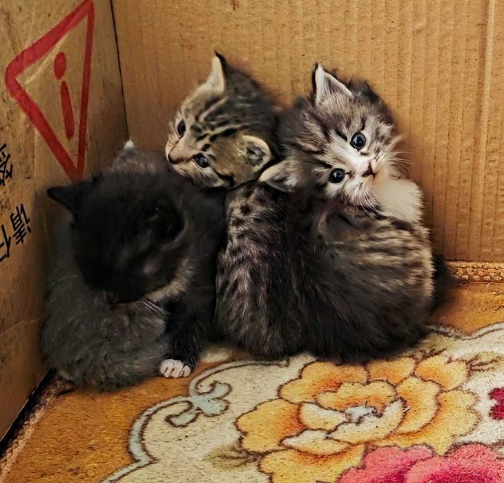Котяточек в Добрые ручки