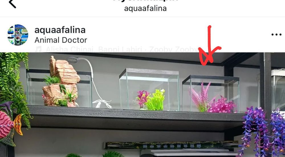 Аквариум.Навои Фрунзе