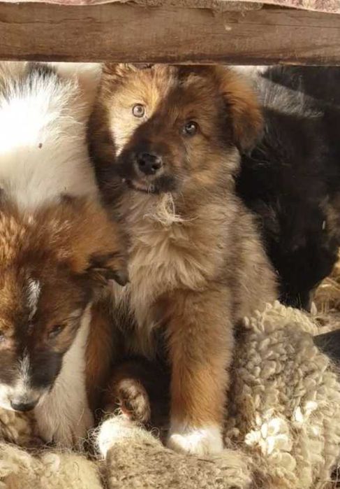 Donez 5 caței și 2 cațelușe de rasă metis ciobănesc