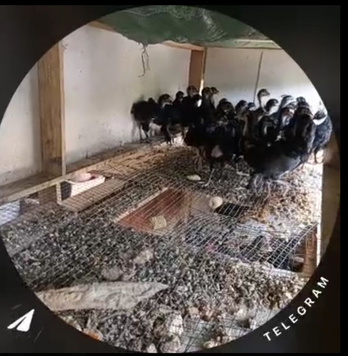 Qora tovuq Joʻjalar sotiladi