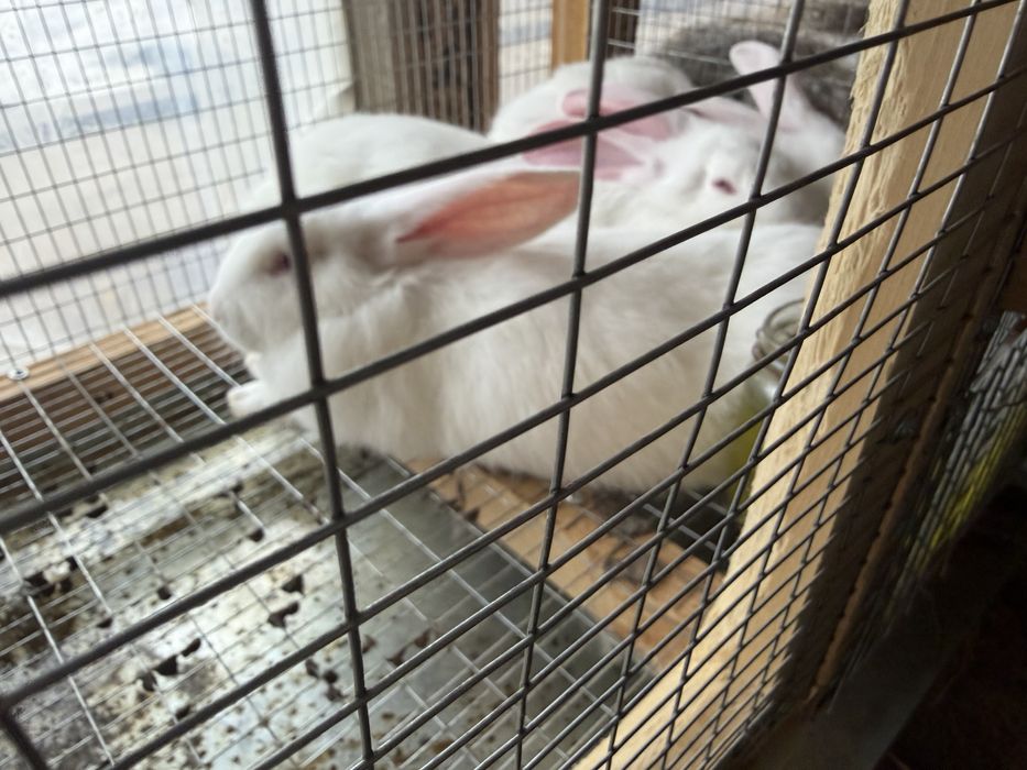 Куён quyon hikol