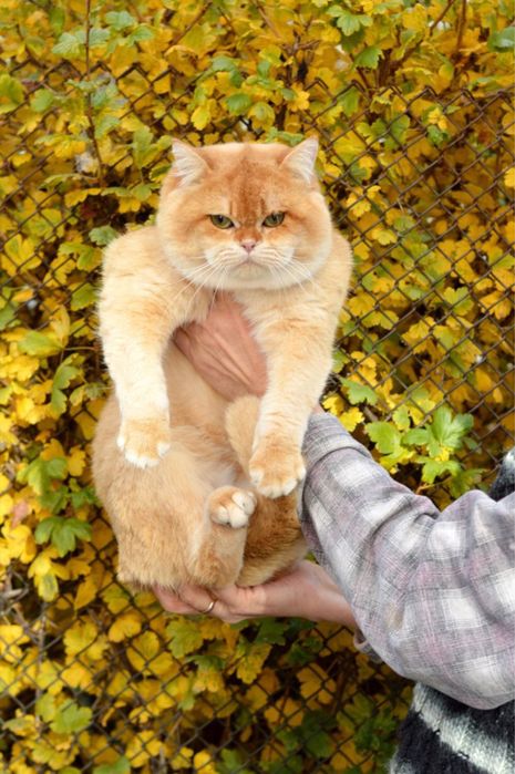 Продаются элитные котяки британцы