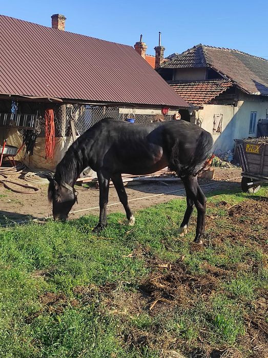 Armasar negru, de 4 ani și 7 luni își caută stapan