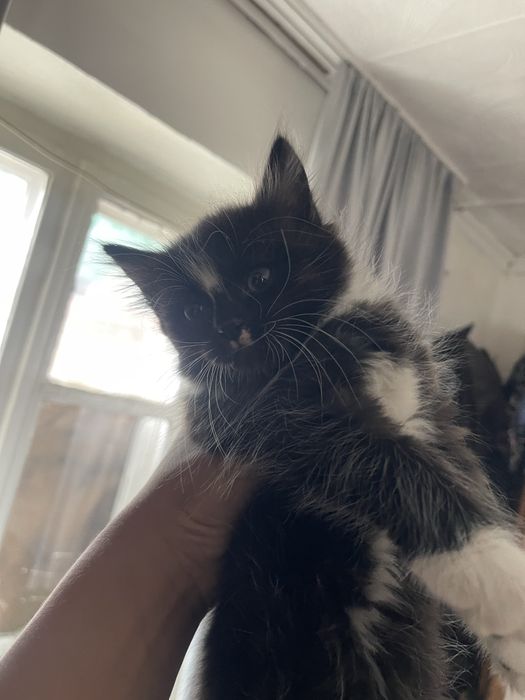 Котёнок мальчик 4 месяца