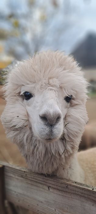 Vand alpaca femele si masculi