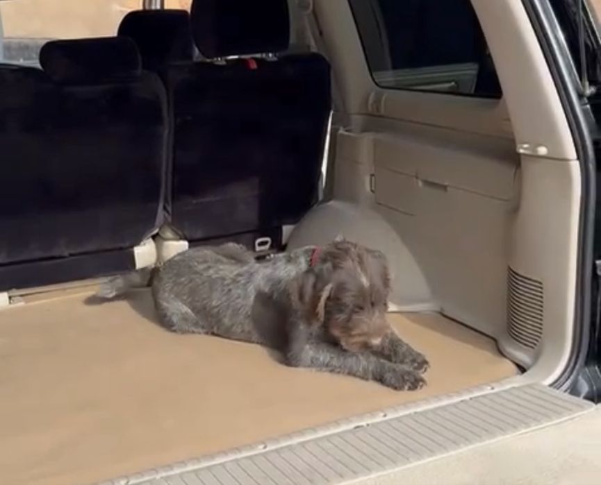 Потерялась щенок 4 месяца