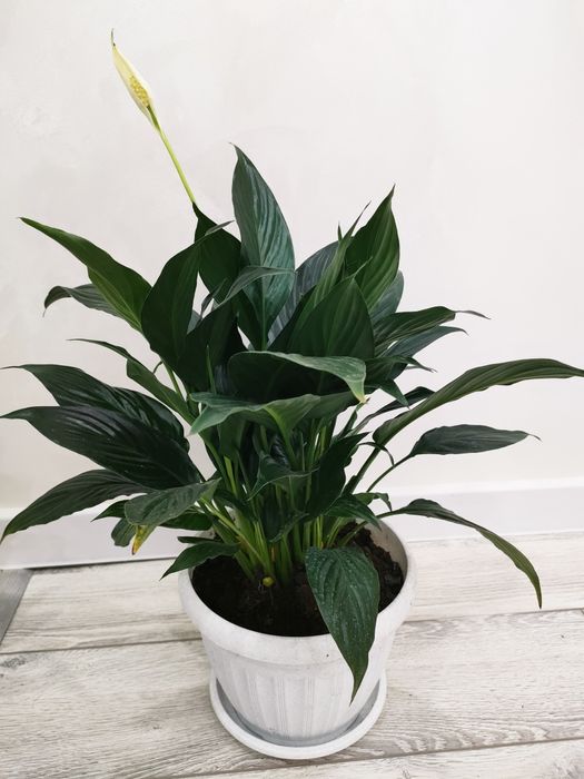 Комнатные растения, доставка