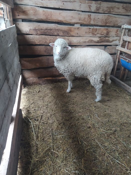 Продам тохтушку п