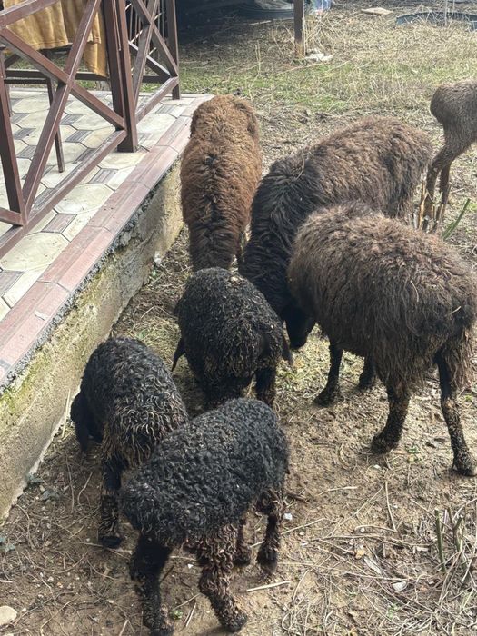 Қозылы қой сатылады