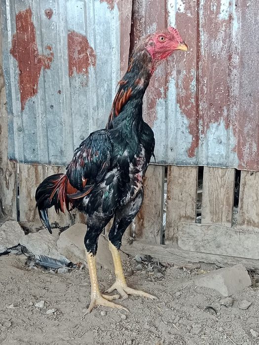 Дакан Бойцовский цыплёнок