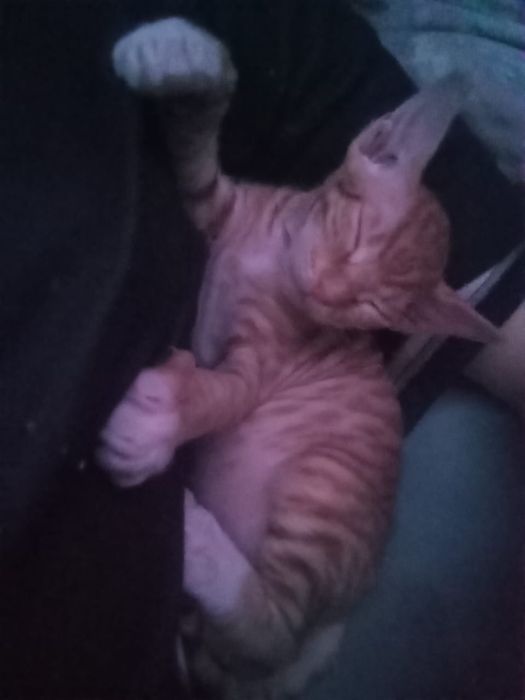 Котенок сфинкса Браш