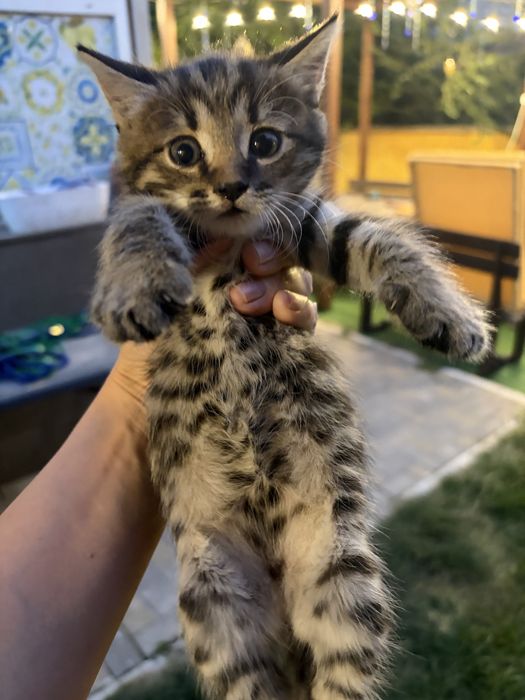 Котята в хорошие руки