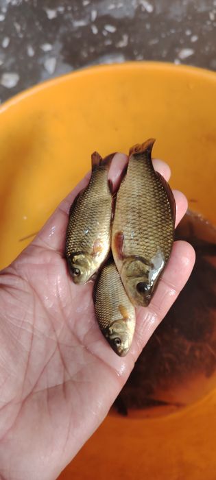 Рыбалка живцы карась