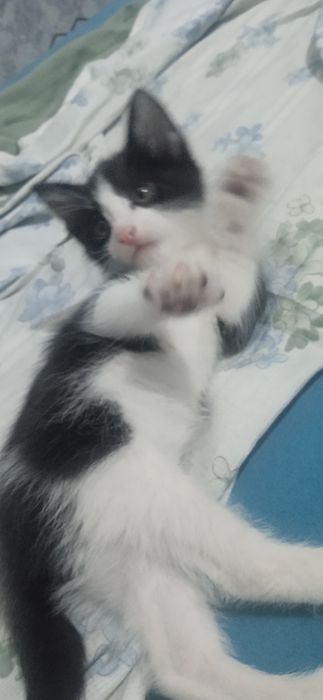 Mushik bolalari bepul