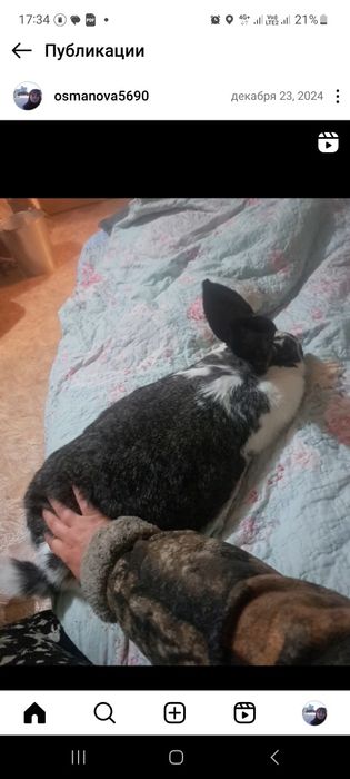 Кролики декоративные,великаны и т.д