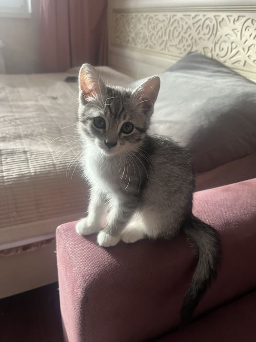 Котенок девочка 2-3 месяца