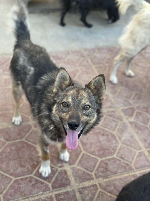 Собаки ищют дом.