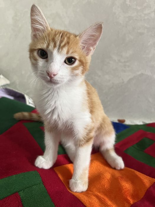 Котик кошка красивый
