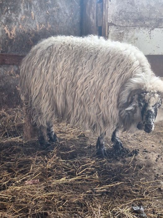 Vand patru oi,o mieluta si un berbec