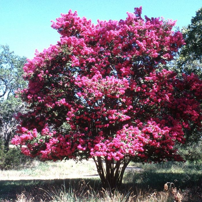 Liliac Indian Pomisor -Pink Roz