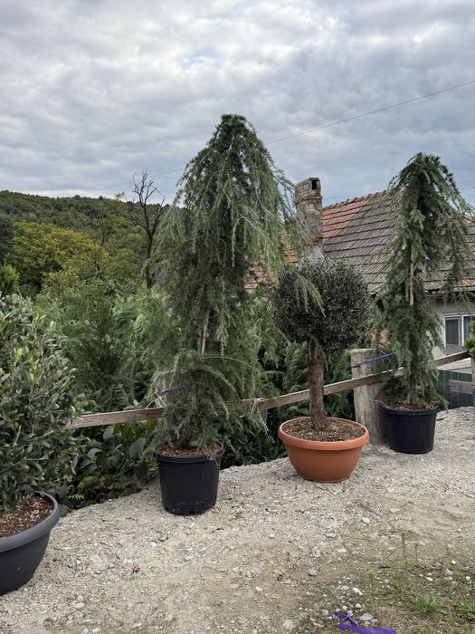 Bonsai cedru maslin enuperi canadieni sau tarator cryptomenia japonica glob tija din goldrider sau arizonica