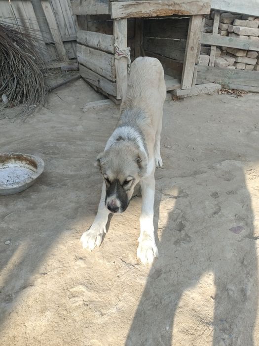 Алабай таза сатылады