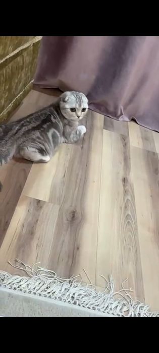 Передержка кошек