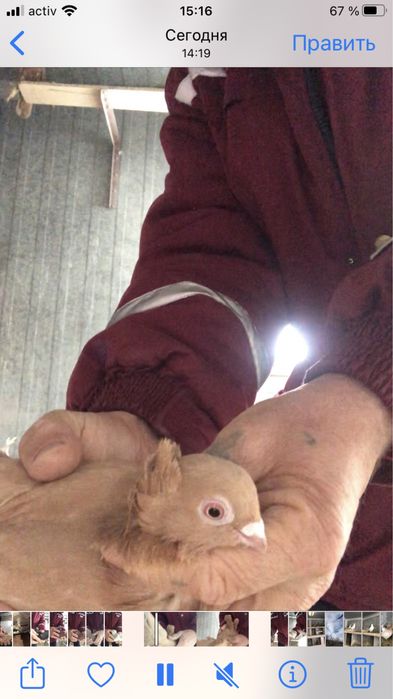 Продажа старопородные игровые