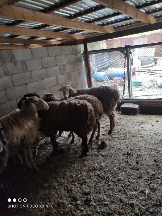 Продам баран есть самки и самцы