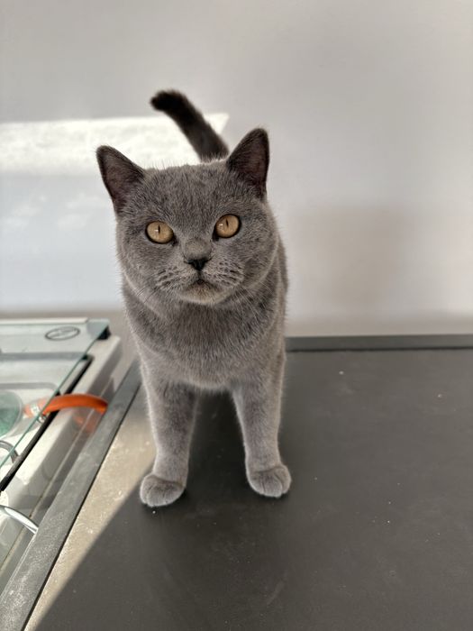 Pisica Brithis femela