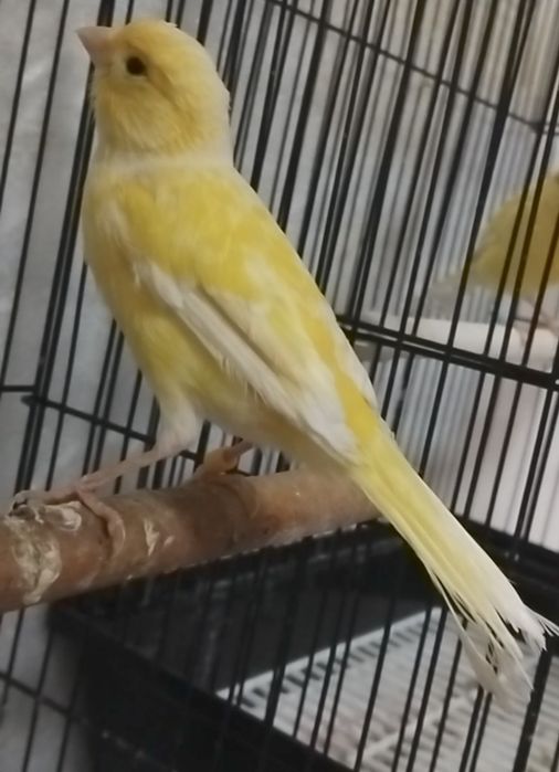 Kanareka  nar sotiladi