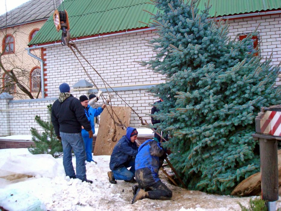 Голубая ель, зеленая ель с посадкой