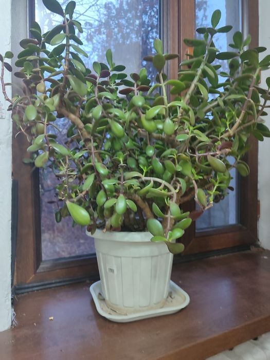 Комнатный цветок большой