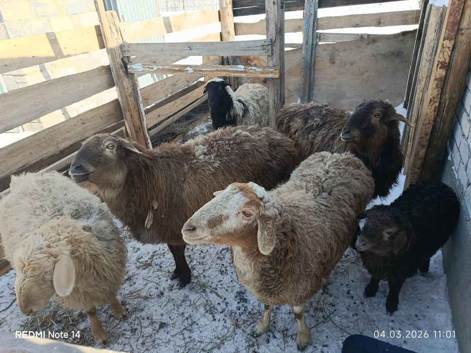 Койды туатын сиырға айырбастаймын!!!