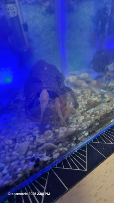 Pesti ancistrus pui