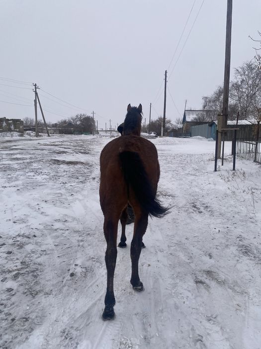 Продам чк кобылу