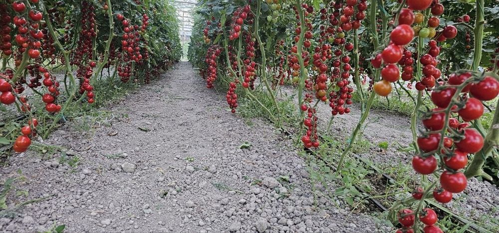 Продается помидоры черри, Помидор черри (cherry tomat) сотилади