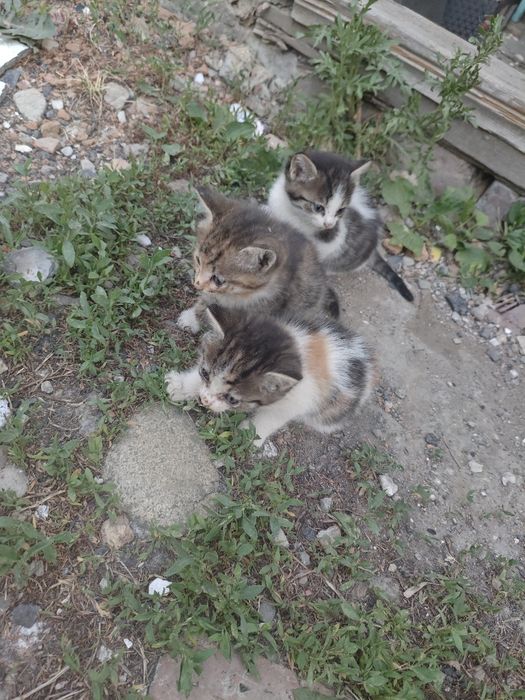 Отдам котят даром