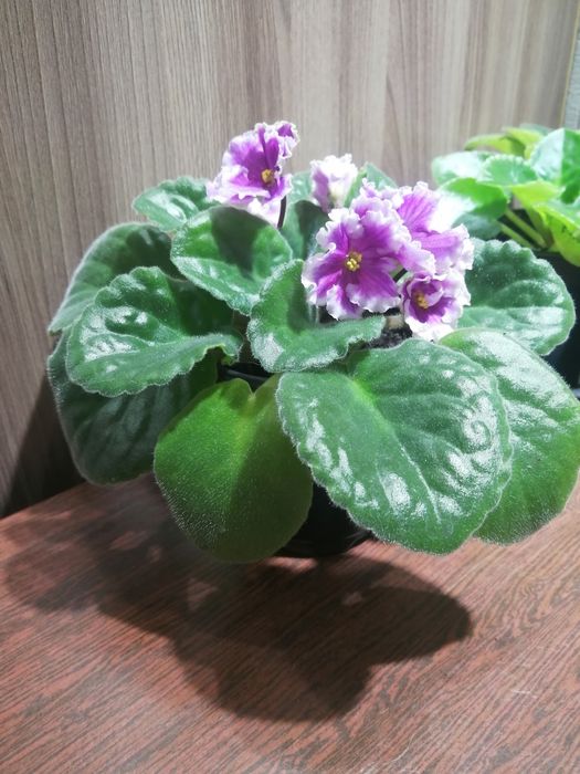 Продам. Фиалка кружевная