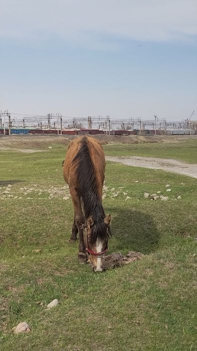 Тайлар сатылады тез арада
