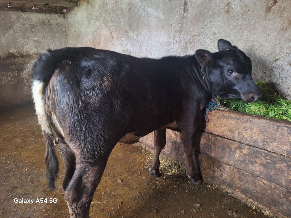 Vând doua vitele din monta angus