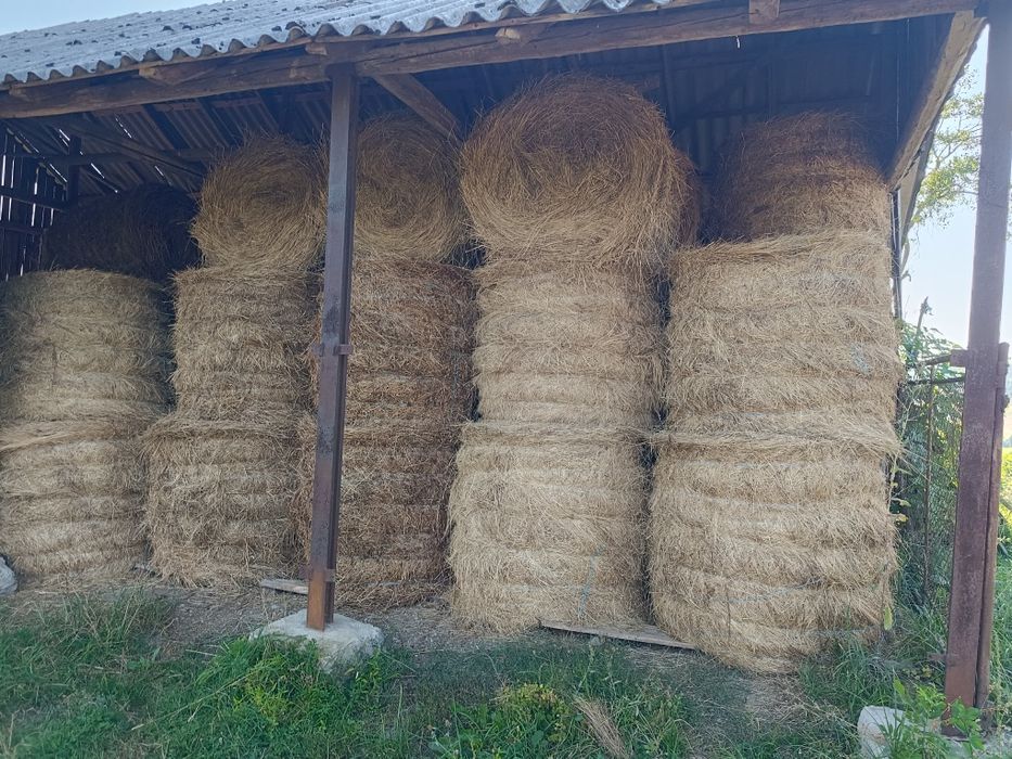 Fân producție 2026