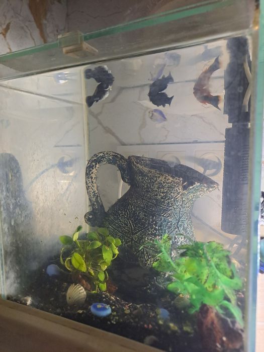 Аквариум с рыбками 8л