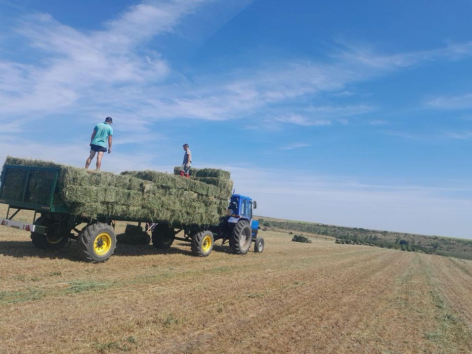 Baloti lucerna coasa 1 2026 OFER TRANSPORT